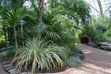 Ponytail Palm plant vegetation gardening outdoors.