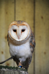A beautiful barn owl perched in its aviary