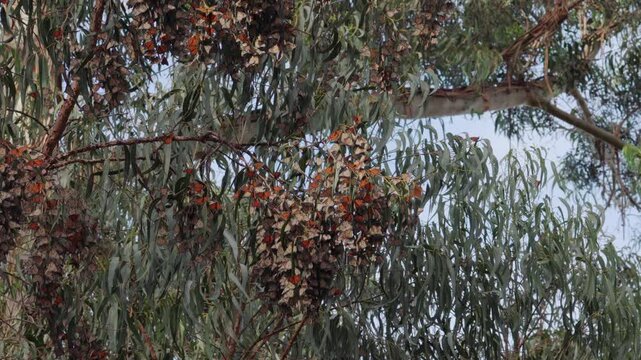 Thousands of Monarch butterflies converge upon an Eucalyptus tree, transforming its branches into a living tapestry of orange and black. Pismo Beach Grove, California
