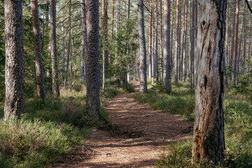 Walking along the magic fairytale mossy forest path.. Vintage effect. .