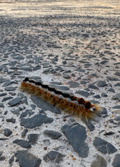 Hairy catepillar, Capetown, South Africa