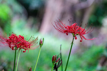 秋の野原に咲く彼岸花