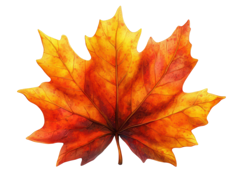 Vibrant orange maple leaf isolated on white background. transparent background - Powered by Adobe