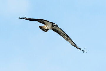 Balbuzard pêcheur, Pandion haliaetus, Western Osprey