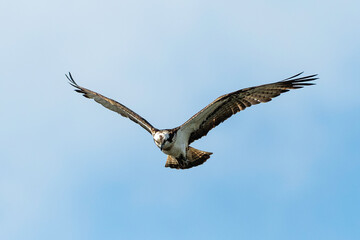 Balbuzard pêcheur, Pandion haliaetus, Western Osprey
