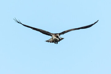 Balbuzard pêcheur, Pandion haliaetus, Western Osprey