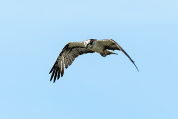 Balbuzard pêcheur, Pandion haliaetus, Western Osprey