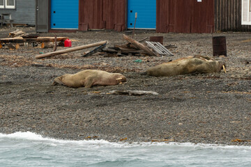 Port, Longyearbyen, Morse, Odobenus rosmarus, Spitzberg, Svalbard, Norvège
