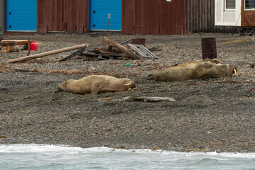 Port, Longyearbyen, Morse, Odobenus rosmarus, Spitzberg, Svalbard, Norvège