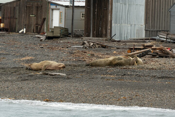 Port, Longyearbyen, Morse, Odobenus rosmarus, Spitzberg, Svalbard, Norvège