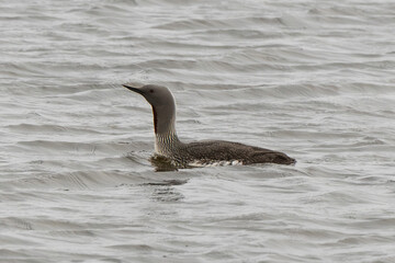 Plongeon catmarin,.Gavia stellata, Red throated Loon, Spitzberg, Svalbard, Norvège