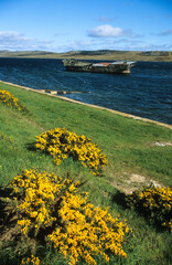 Ulex europaeus, Ajonc, Port Stanley , Iles Falkland