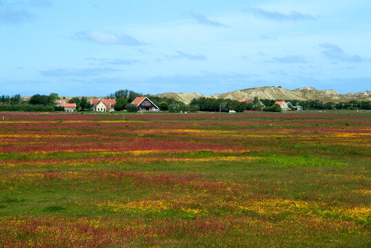 oseille des pr&eacute;s,Ile de Terschelling , Mer de Wadden, Pays Bas