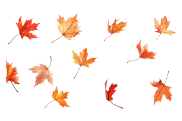 Autumn leaves on transparent  background