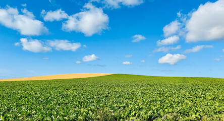 A vast field of lush green plants under a clear blue sky, with a gentle hill in the distance.
