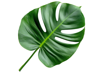 A fresh monstera leaf with deep green color and large slits, isolated on a transparent background, PNG file.