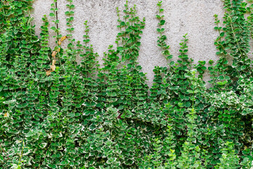 fortune's birch bark in landscape design