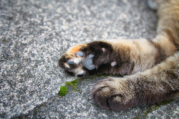 Obraz premium のんびり過ごしている野良猫の手足肉球