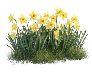 A row of yellow and white flowers with a white background. The flowers are in full bloom and are arranged in a neat row. Scene is peaceful and serene, as the flowers are a symbol of beauty and nature © korawik
