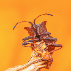 Macro brown nymph Marmorated stink bug Halyomorpha halys. shield bug