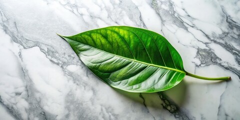 A lush green leaf rests delicately on a polished white marble surface, contrasting vibrant nature with sleek, sophisticated urban elegance.