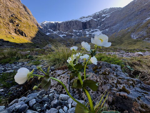 Mt Cook Lily, Fiordland National Park, South Island, New Zealand