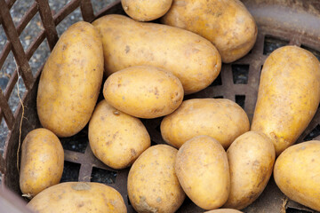 potatos  are for sale in wooden crates at the potato and apple market in Bächingen