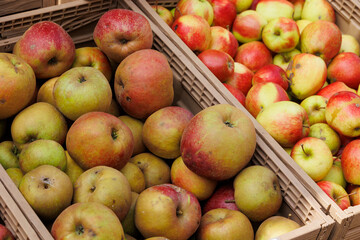 Apples and pears are for sale in wooden crates at the potato and apple market in Bächingen