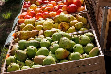 Apples and pears are for sale in wooden crates at the potato and apple market in Bächingen