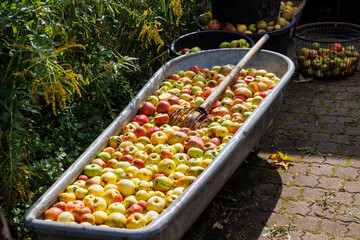 Apples of an old local apple variety are washed in a zinc tub at the potato and apple market in Bächingen