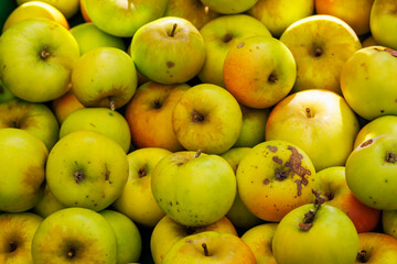 Apples of the old apple variety Ananas Renette in a box