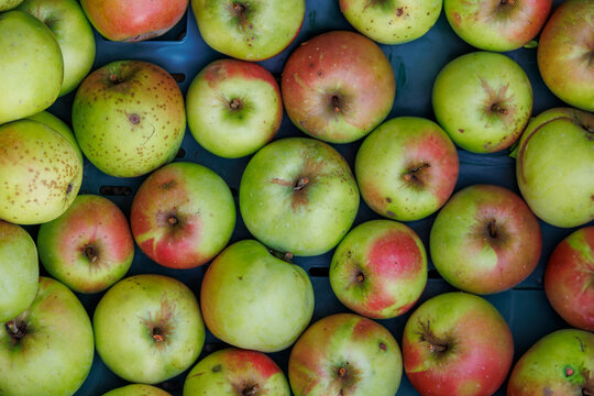 Green apples of an old local apple variety at the potato and apple market in Bächingen - Powered by Adobe