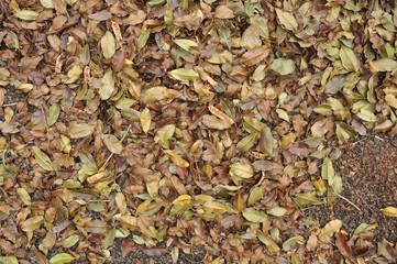 folhas secas no chão 