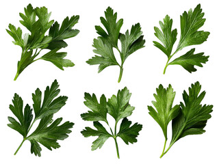 A set of fresh parsley leaves, arranged in a cluster, isolated on a clean transparent background, PNG file.