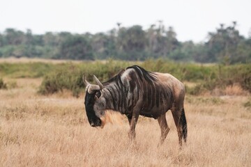 Fototapeta premium horses in the wild
