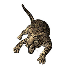 Cheetah jaguar panther wild cat vektor ilustration isolated design 