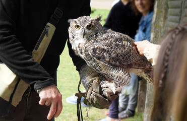 falconry exhibition at animal care and recovery center. children and environmental education concept