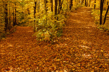 Two divergent paths in the October woods are lit by the morning sunshine streaking through the...