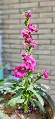 A Close-up Flower Photography of The Vibrant Magenta Pink Gillyflowers with  its Lush Green Leaves Blooming in the Garden