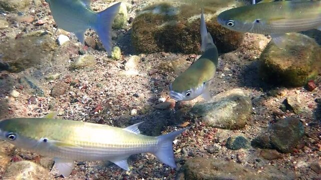 School of moving fish gray mullet (Mugil cephalus), it inhabits Black, Red and Mediterranean seas, is important object of commercial fisheries and farming in countries surrounding  Mediterranean Sea