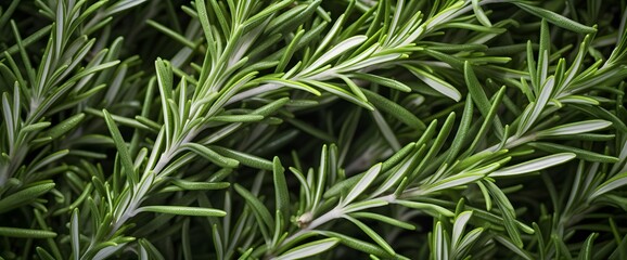 Fresh Rosemary Leaves Close-Up Texture