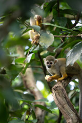 A squirrel monkey in a tree in Suriname, South America