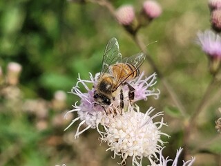 photo of bee collecting pollen from a wildflower