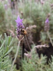 beautiful lilac flower being visited by a bee