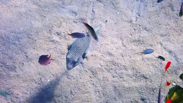 Pearl toby puffer fish, scientific name is Canthigaster margartata, belongs to the family Tetraodontidae, inhabits coral reefs of the Red Sea, when dangerous may inflate its body