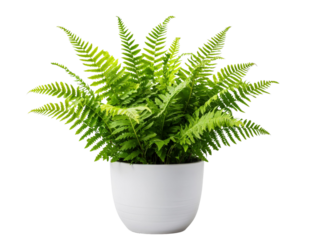 A vibrant potted ferns with delicate fronds, isolated on a transparent background, PNG file.