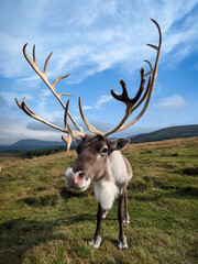 reindeer  © Romain