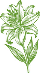 illustration flowers vector.  vector botanical illustration. Vintage Floral Line Art