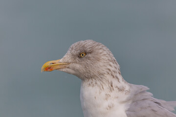 Un jeune goéland à la mer 