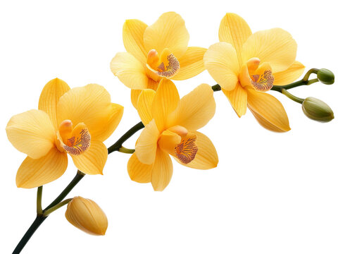 A yellow dendrobium orchid with thin, arching stems, isolated on a clean transparent background, PNG file.
